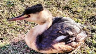 Oil spill devastates Black Sea: long-term impact expected to last