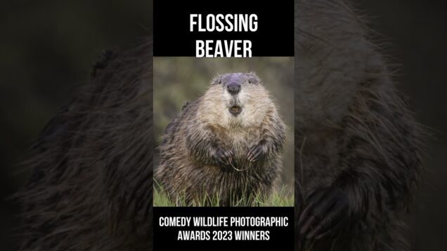 Hilarious Animals – Comedy Wildlife 2023 No 1 #Shorts