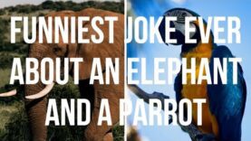 Funniest Joke Ever About an Elephant & a Parrot. Try