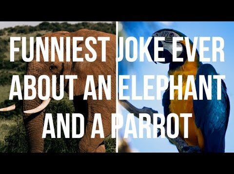 Funniest Joke Ever About an Elephant & a Parrot. Try