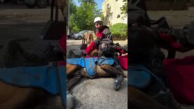 Ukrainian Rescue Dogs After 39 Hours of Search & Rescue