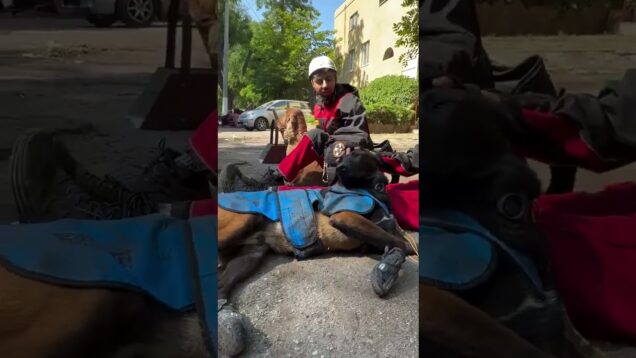Ukrainian Rescue Dogs After 39 Hours of Search & Rescue