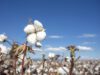 Cotton fields in Ukraine? Yes, to tackle global gunpowder shortage