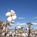 Cotton Fields in Ukraine? Yes, to Tackle Global Gunpowder Shortage