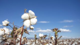 Cotton fields in Ukraine? Yes, to tackle global gunpowder shortage