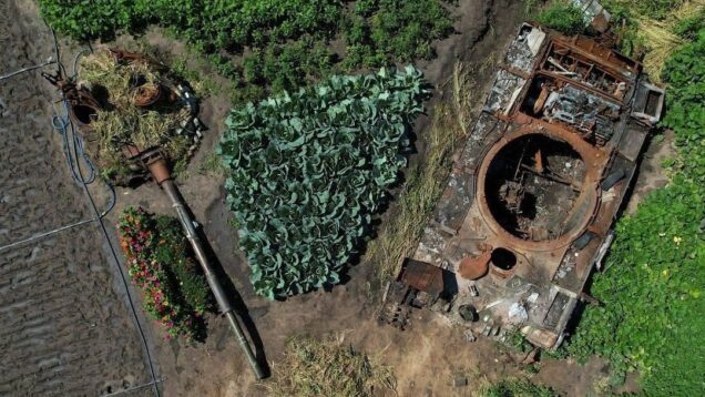 Realities in Ukraine these days. A woman planted cabbages around