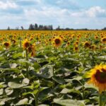 Ukraine farm agriculture