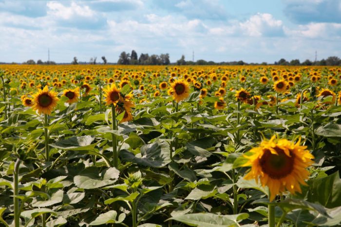 Ukraine farm agriculture