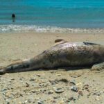 ukraine blocks russia's chairmanship black sea environmental commission one least thousands dolphins died due activities fleet odesa oblast rfe/rl 009e0000-0aff-0242-42ba-08da9351da8f_w1023_r1_s