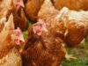 Ukrainian companies MHP and Avangardco top Europe’s 2024 poultry and