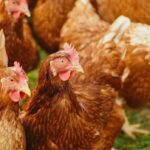 ukrainian companies mhp avangardco top europe’s 2024 poultry egg production rankings liga hens