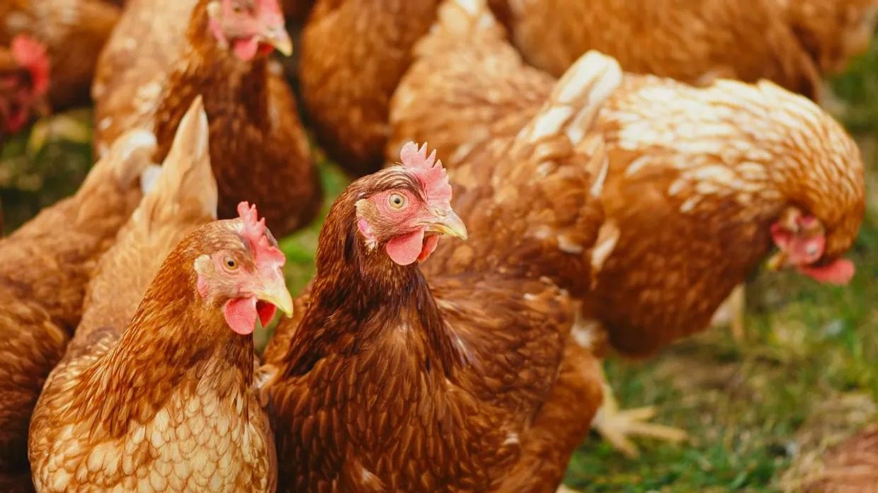 ukrainian companies mhp avangardco top europe’s 2024 poultry egg production rankings liga hens