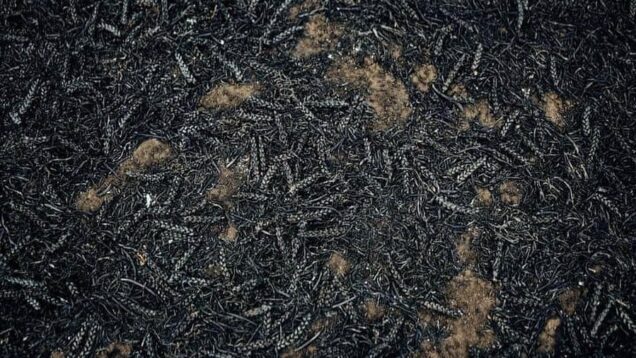 Ukrainian harvest 2022.