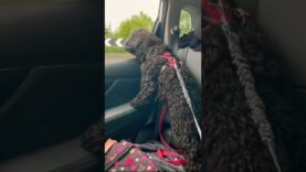 A Dog’s Bad Habit….