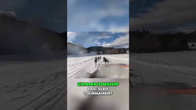 From Champions to Heroes Dog Sledding in Ukraine #aidconvoy #ukrainian