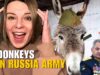 FROM KYIV IN THREE DAYS TO DONKEYS IN THE RUSSIAN